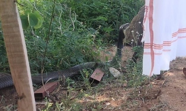 Zoho CEO Sridhar Vembu Has ‘Auspicious’ Encounter with a Massive 12-Foot King Cobra