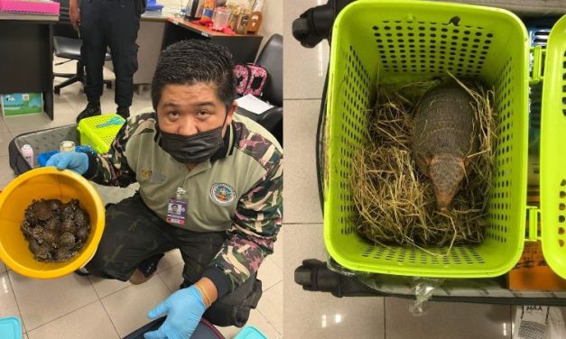 2 Indian Women Arrested at Thai Airport for Smuggling 109 Live Animals, Including Snakes & Lizards