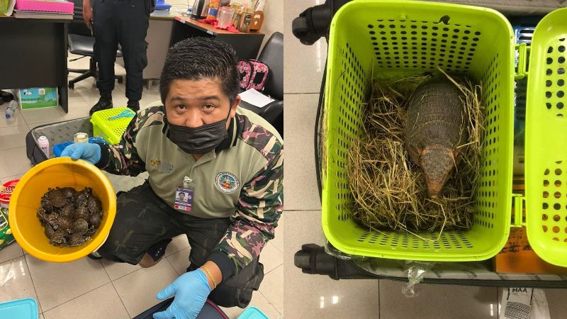2 Indian Women Arrested at Thai Airport for Smuggling 109 Live Animals, Including Snakes & Lizards