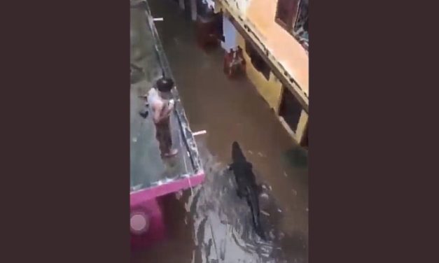 Rain Leads to Crocodile Appearing in Haryana City