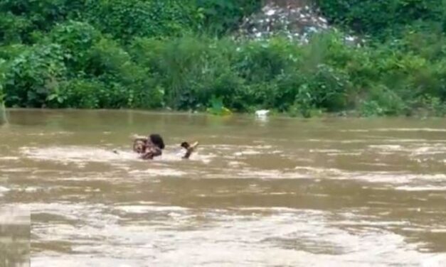 To Give Exam, Andhra Woman Gets Carried on Shoulders of Brothers and Swim across Champavati River | Video