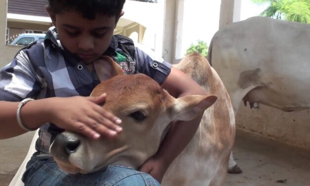 Animal Welfare Board Asks Indians to Celebrate “Cow Hug Day” on February 14, Letter Goes Viral
