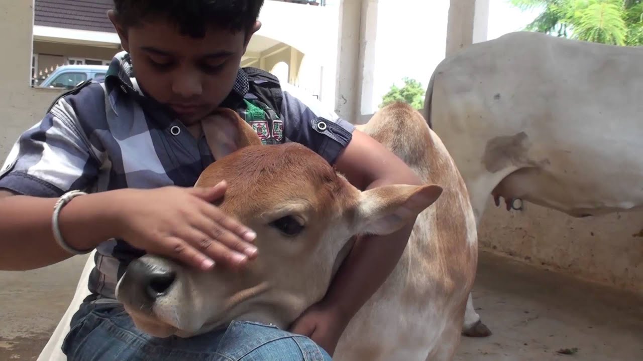 Animal Welfare Board Asks Indians to Celebrate “Cow Hug Day” on February  14, Letter Goes Viral | Shiksha News