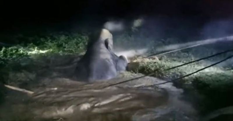 Rescue Caught on Cam: Archimède’s Principle Used to Rescue Young Elephant Fallen into a Ditch