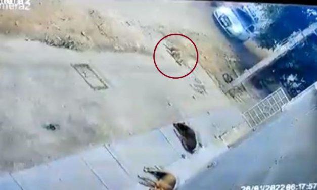 Caught on Cam: Audi Driver Runs Over Dog on Purpose in Bengaluru, FIR Filed
