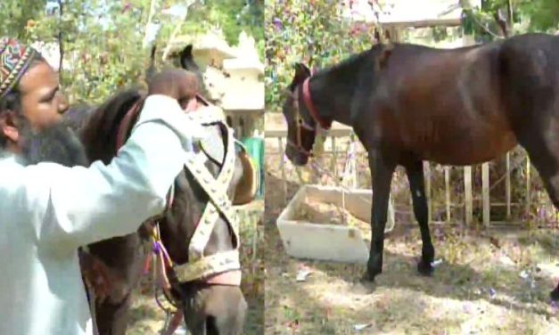 Aurangabad: Amid Petrol Price Hike, Man Buys Horse to Commute to Work, Calls it ‘Feasible’