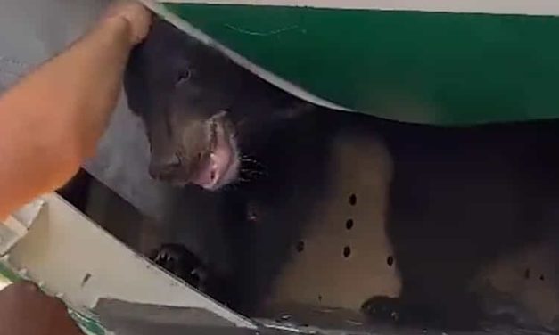 Watch | Bear Came Out of Plane Before Take Off in Dubai