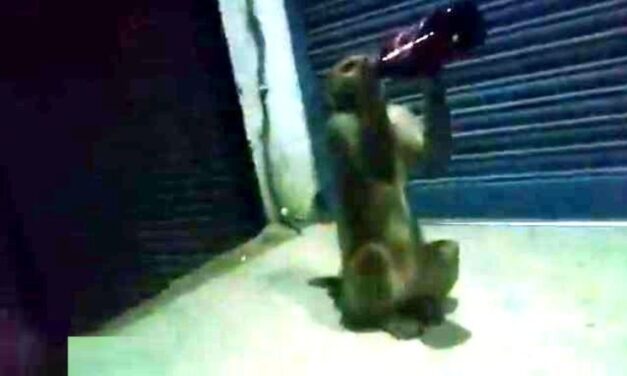 Beer Drinking Alcoholic Monkey in Raebareli Becomes Nuisance for Local Shops | Video
