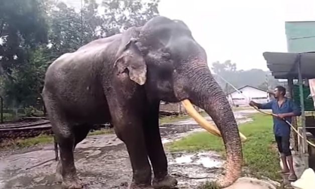 Bijuli Prasad, the Oldest Elephant in India, Passes Away at Age 89