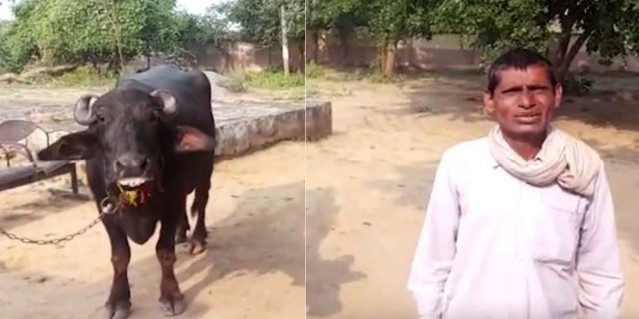 Madhya Pradesh: Bhind Man Goes to Police Complaining Buffalo Refusing to be Milked!