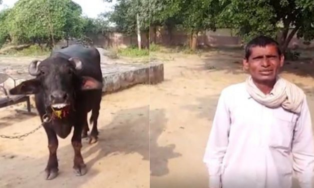 Madhya Pradesh: Bhind Man Goes to Police Complaining Buffalo Refusing to be Milked!