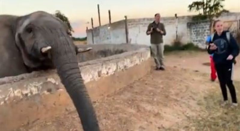 Caught on Cam: Camera Conscious Elephant ‘Slaps’ Girl Trying to Click Its Picture, Tries to Snatch it Away