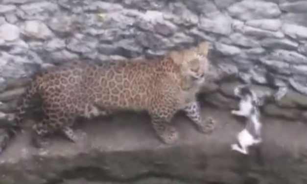 Animal Face Off: Puny Cat Fights with Vicious Leopard in Nashik, Video Goes Viral
