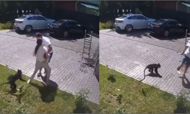 Caught on Cam: Monkey from Russian Millionaire’s Private Zoo Attacks Little Girl from Ukraine