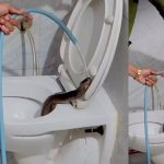 Cobra in Commode: Indore’s Midnight Wildlife Rescue Highlights Urban Animal Encounters