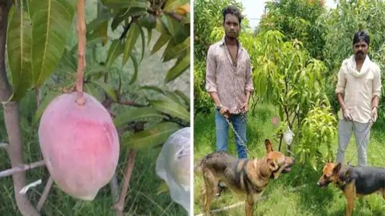 World’s costliest Mango grown in MP, guarded by 6 dogs and 4 keepers