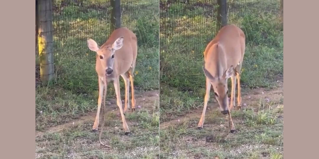 Video | IFS Officers React to Video of Deer Eating Snake