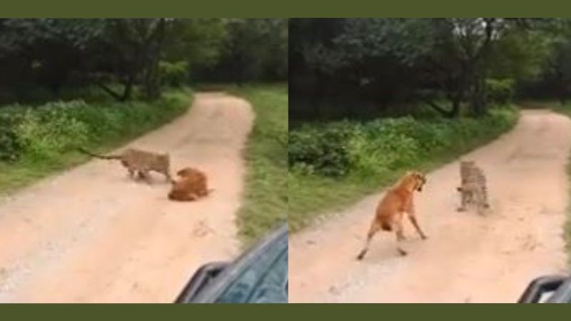 Caught on Cam: Dog Chilling on Road Gets Attacked by Leopard, Stands His Ground