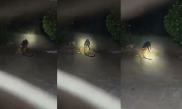 Dog’s Revenge: Video of Dog Clutching Leopard’s Jaw Goes Viral After Leopard’s Attack on Dog Shook Netizens