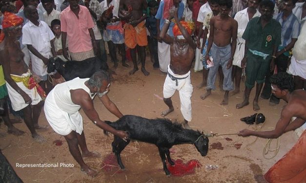 Andhra Pradesh: During Animal Sacrifice, Drunk Man Slaughters Man Who Was Holding the Sacrificial Goat