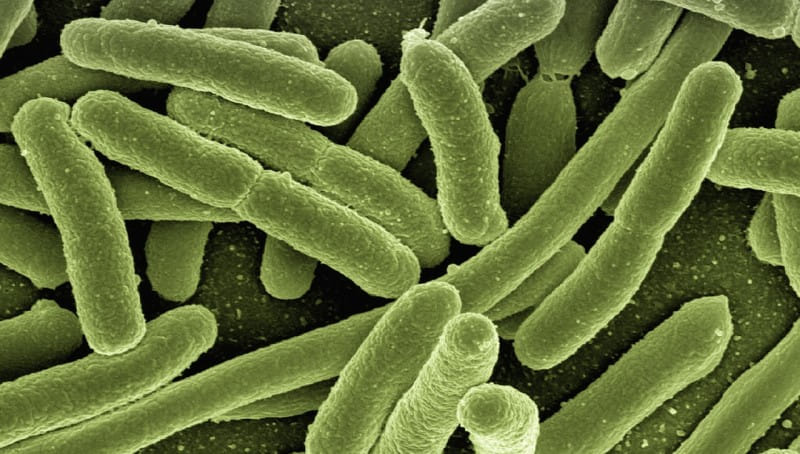 E. coli Engineered to Generate Electricity from Wastewater
