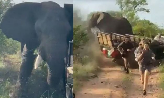 Angry Elephant Attacks Safari Jeep in a Terrifying Video Not for the Faint of Heart