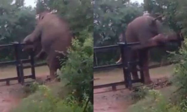IAS Officer Shares Viral Video of Elephant in Mysuru Climbing Fence with Focus