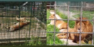 Europe’s ‘Joe Exotic’, Owner of Permit-Less Zoo, Eaten by His Lions During Feeding-Session