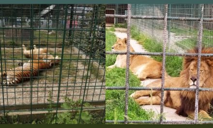 Europe’s ‘Joe Exotic’, Owner of Permit-Less Zoo, Eaten by his Lions During Feeding-Session