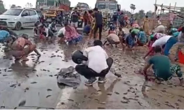 Fishy Heist: Video Shows People in Bihar Rushing to Streets to Collect Fishes after Truck Carrying Fishes Lose Control