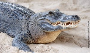 Florida Man Has Terrifying Showdown with 12-Foot Alligator in Daring Rescue of Beloved Pet