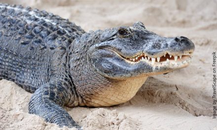 Florida Man has Terrifying Showdown with 12-Foot Alligator in Daring Rescue of Beloved Pet!
