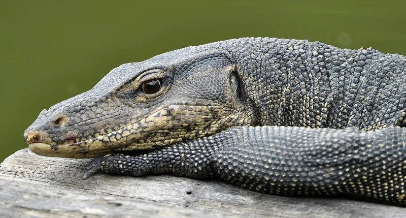 Disturbing: Four Individuals Booked for Raping Bengal Monitor Lizard in Maharashtra’s Tiger Reserve