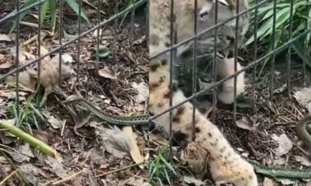 IFS Officer Shares Viral Video of Cheetah Saving Little Frog from Snake