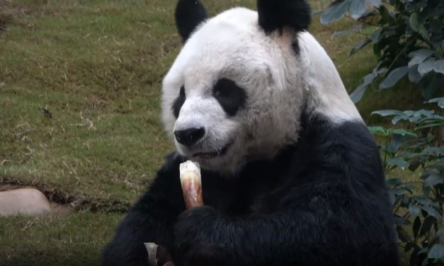 An An, World’s Oldest Known Panda in Captivity, Dies at 35 – Euthanized after Worsening Health