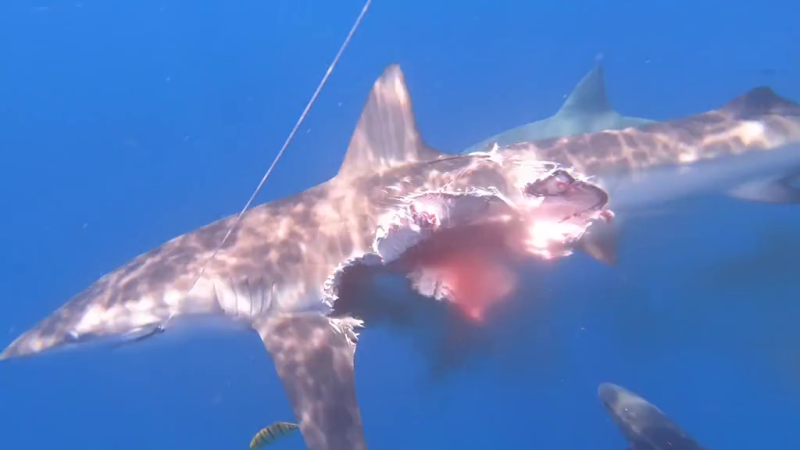 Half-Eaten Shark Hunts for Prey: Scientists Release Exclusive Footage