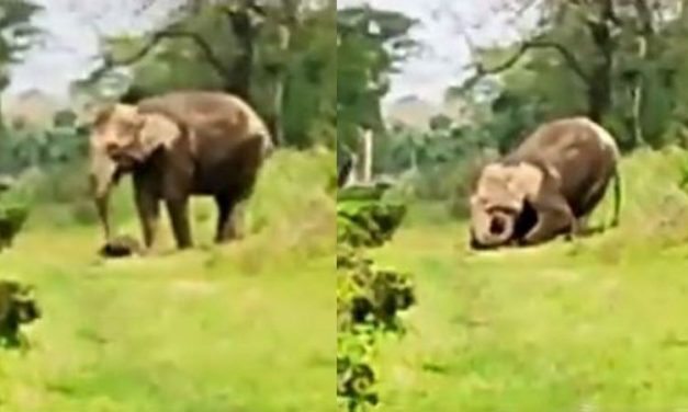 Heartbreaking Video of Grieving Mother Elephant Carrying Corpse of Dead Calf for 2 Days Goes Viral