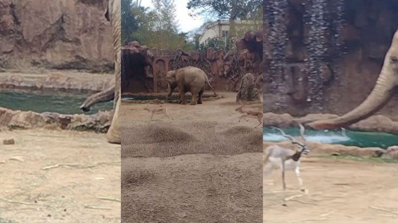 Caught on Cam: Hero Elephant Alerts Zoo Worker to Save Life of Drowning Antelope, Gets Rewarded