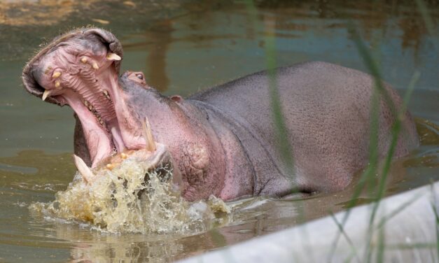 Hippo Swallows 2-Year-Old Boy in Uganda, Spits him Out Thanks to Bystander’s Presence of Mind