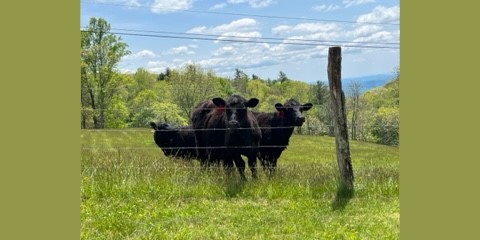 ‘Holy Cow’! Herd of ‘Annoyed’ Cows Assisted North Carolina Police Nab Accused Hiding in Their Field