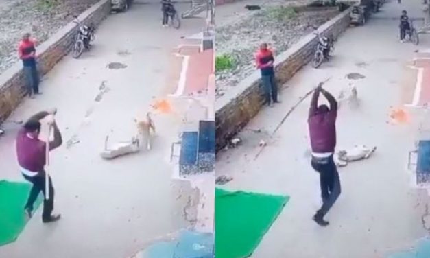 Gwalior: Inhuman Man Brutally Beats Dog to For Visiting His Female Pet Dog Regularly