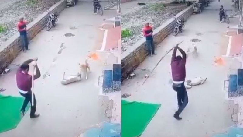 Gwalior: Inhuman Man Brutally Beats Dog to For Visiting His Female Pet Dog Regularly