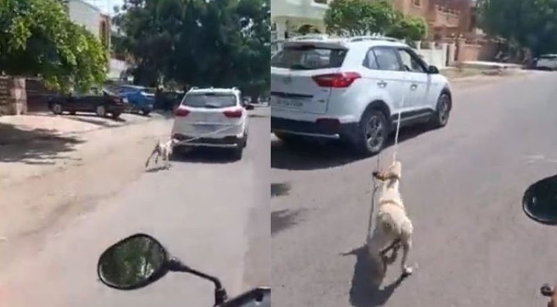 Jodhpur Doctor Chains Dog to SUV, Drags It Around in the City, Booked after Outrage | Video