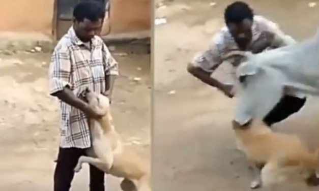 Man Harassing Dog Gets Mauled & Pushed By Cow, Video of Instant Karma Goes Viral
