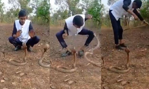 Caught on Cam: Karnataka Man Tries Handling 3 Cobras At The Same Time, Gets Bitten