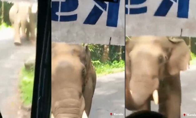 Kerala Bus Driver Reverses Bus for 8 Km to Save 40 Passengers from a Chasing Wild Elephant | Video