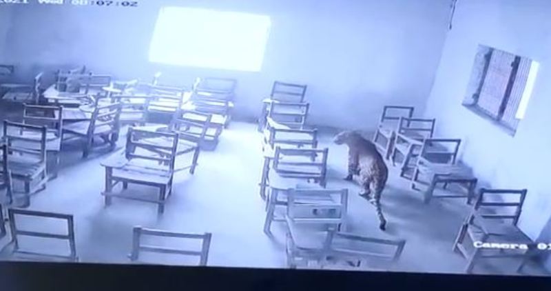 Caught on Cam: Leopard Strays into Aligarh School, Attacks Student Before Being Locked
