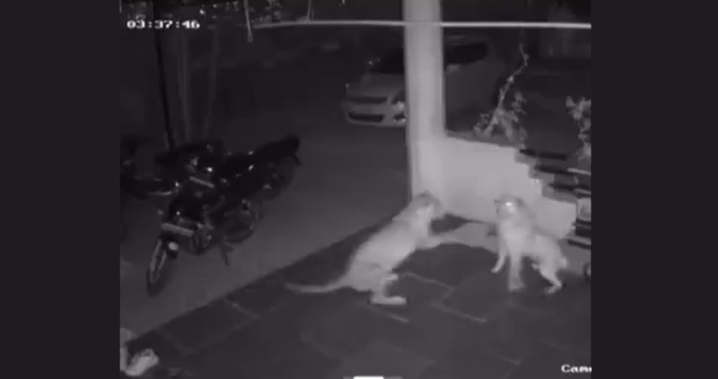 Pune Horror: Leopard on Prowl in Hinjewadi Infotech Park Attacks Pet Dog, Drags It Away | Video
