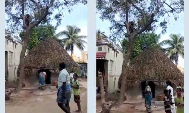 Puducherry: Machete Wielding Man Climbs Up Tree to Avoid Getting COVID-19 Vaccination