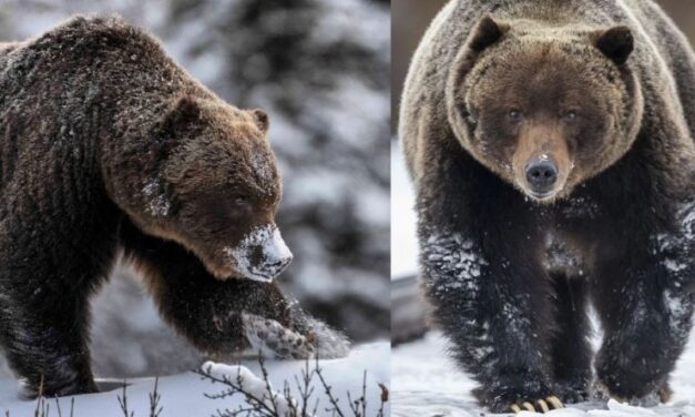Meet ‘The Boss’, World’s Toughest Bear Who Survived Being Hit by Train, Fathered 70% Cubs in Region